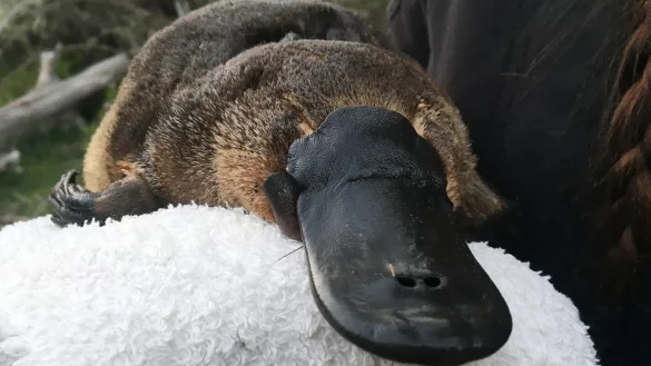 Schnabeltier - &copy; Foto: UNSW/AAP/dpa