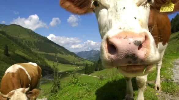 K&uuml;he auf einer Alm in Tirol - &copy; Foto: picture alliance / Stephan Jansen/dpa