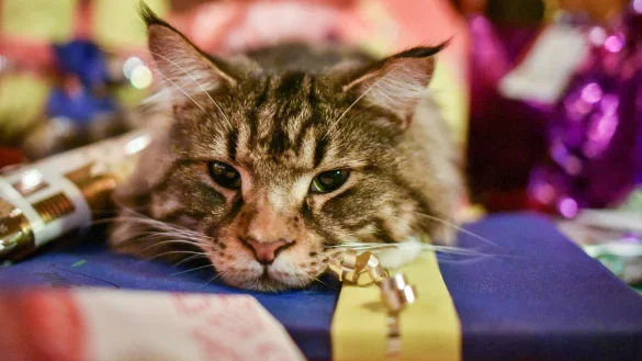 Katze zwischen Geschenken - &copy; Foto: Ole Spata