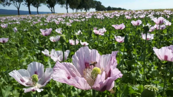 Die blühenden Kalletaler Mohnfelder sind in jedem Jahr ein Besuchermagnet. - © Archivfoto: Nadine Uphoff