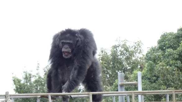 Schimpansen bewegen sich rhythmisch zu Musik - &copy; Foto: Yuko Hattori/Kyoto University/dpa