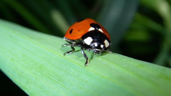 Marienk&auml;fer - &copy; Foto: Silke Heyer/dpa-tmn/dpa
