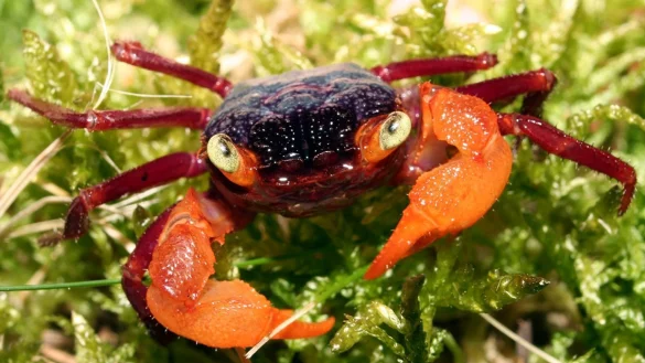 Landkrabbe - &copy; Foto: FLH/dpa-tmn