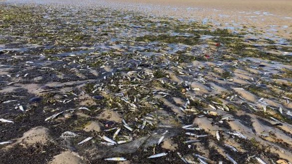 Tote Fische - &copy; Foto: Rainer Schulz/Schutzstation Wattenmeer/dpa/dpa