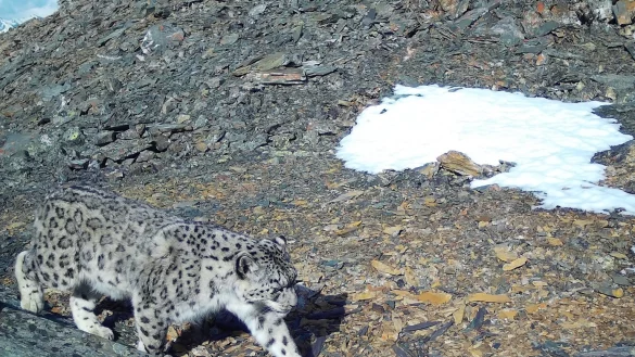 Schneeleopard - &copy; Foto: -/WWF/dpa