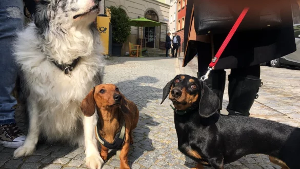 Dackelmuseum - &copy; Foto: Ute Wessels