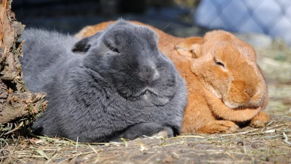 Kaninchen - &copy; Foto: Jennifer Jahns