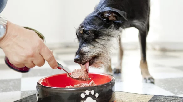 Hund beim Fressen - &copy; Foto: Monique W&uuml;stenhagen