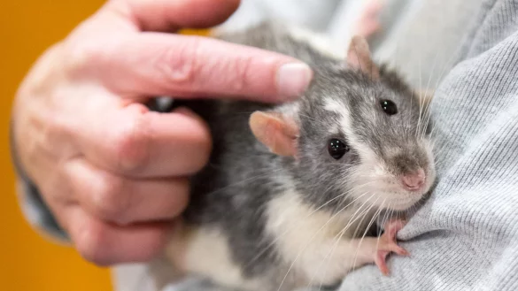 Ratte als Haustier - &copy; Foto: Andrea Warnecke/dpa-tmn