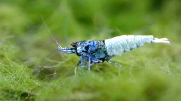 Garnelen - © Foto: Andrea Warnecke