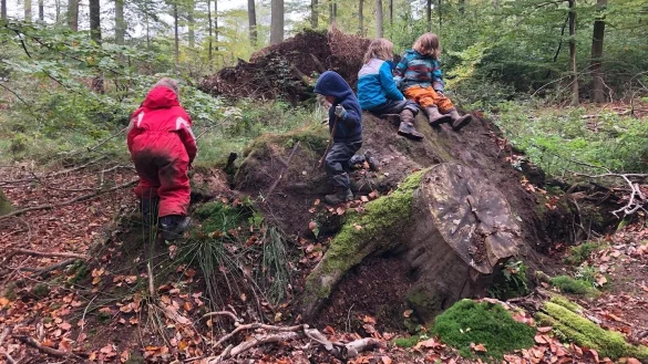 Im Wald gibt es immer etwas zu entdecken. Die meisten Kinder lieben Ausfl&uuml;ge in die Natur, und zwar bei jedem Wetter. - &copy; Kita Waldfr&uuml;chtchen