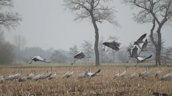 Das Oppenweher Moor ist ein international bedeutender Rastplatz f&uuml;r Kraniche. - &copy; Naturpark D&uuml;mmer