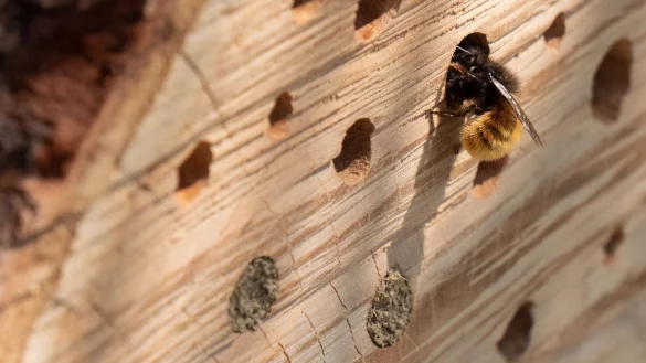 Ein Projekt bekommt die Förderung unter anderem für ein Insektenhotel - © Symbolbild: Pixabay