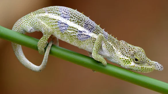 Nasen-Cham&auml;leon - &copy; Foto: David Pr&ouml;tzel/ZSM/LMU/dpa