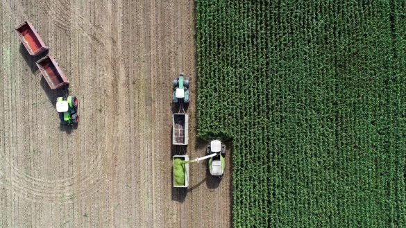 Mais f&uuml;r Biogasanlage - &copy; Foto: Patrick Pleul/dpa-Zentralbild/dpa