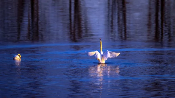 Naturschutzgebiet Lewitz - &copy; Foto: Jens B&uuml;ttner/dpa-Zentralbild/ZB