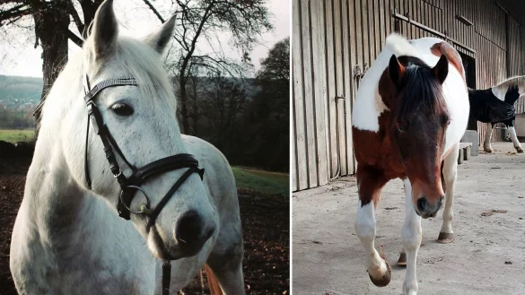 Schimmel Sammy und Schecke Kalle verschwanden im April 2019 vom Bredenhof in Herford-Falkendiek. - &copy; Privat