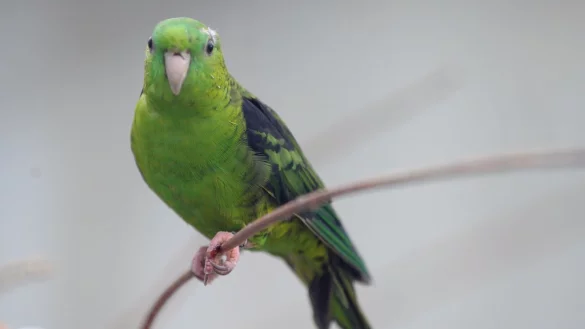 Kanarienvogel - &copy; Foto: Soeren Stache