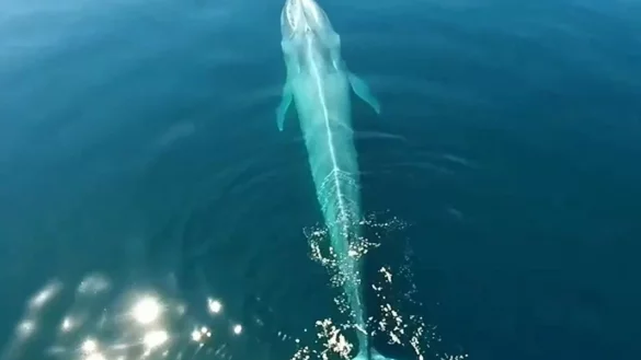 Blauwal - &copy; Foto: Especial/NOTIMEX/dpa