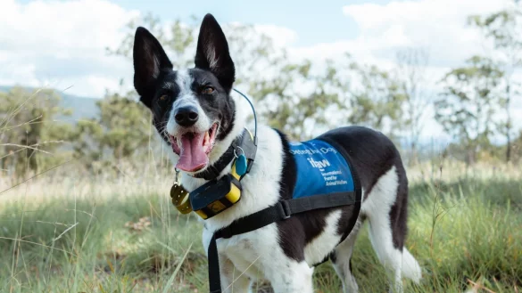 Sp&uuml;rhund in Australien - &copy; Foto: Tyson Mayr/IFAW/dpa