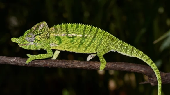 Voeltzkow-Cham&auml;leon - &copy; Foto: Frank Glaw/SNSB-ZSM/dpa