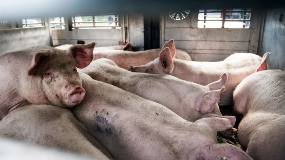 Letzte Meter: Schweine in einem Viehtransporter bei der Anlieferung im Fleischunternehmen T&ouml;nnies in Rheda-Wiedenbr&uuml;ck.&nbsp; - &copy; dpa