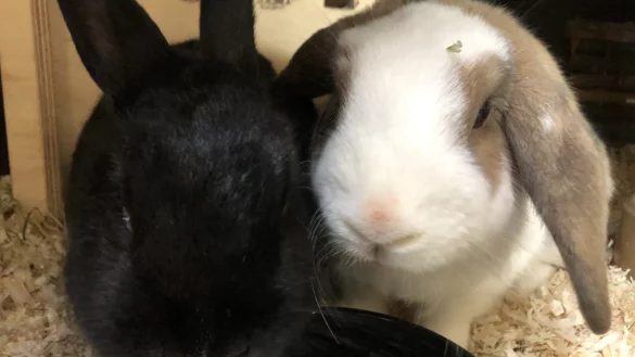 Die Einrichtung will Angestellte sch&uuml;tzen. - &copy; Sven Kienscherf