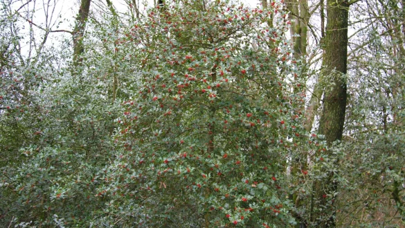 Wurde von den V&ouml;geln bisher verschont: Dieser Ilex, in der N&auml;he der Externsteine, hat noch viele Beeren f&uuml;r die heimische Tierwelt &uuml;brig. Da die Beeren winterfest sind, k&ouml;nnen V&ouml;gel und Damwild lange davon zehren. Die Kombination aus rot und gr&uuml;n sorgt f&uuml;r sch&ouml;ne Farbtupfer im Wald. - &copy; Landesverband Lippe