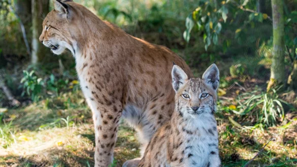 Nachwuchs bei Familie Luchs - &copy; Foto: Patrick Pleul/dpa