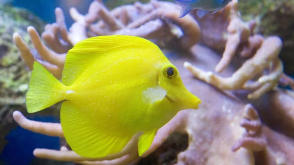 Segelflossen-Doktorfisch - &copy; Foto: dpa