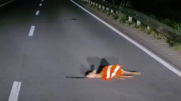 Totes Reh mit Warnweste - &copy; Foto: Polizei/Polizeipr&auml;sidium S&uuml;dhessen/dpa