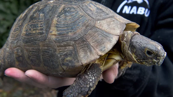 Griechische Landschildkr&ouml;te - &copy; Foto: Holger Hollemann/dpa