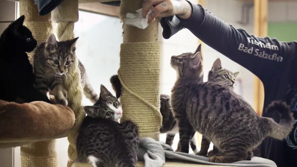 Eine Impression aus dem Tierheim Bad Salzuflen &ndash; die Stubentiger f&uuml;hlen sich offensichtlich wohl. - &copy; Vera Gerstendorf-Welle