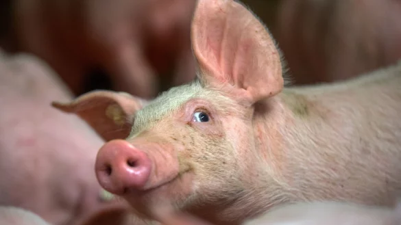 Der Schl&uuml;ssel zum Erfolg: Gerade in Westfalen-Lippe setzen viele Bauern auf die Schweinehaltung - &copy; dpa