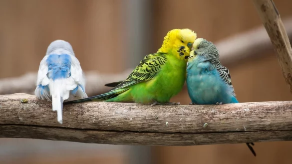 Wellensittiche - &copy; Foto: dpa