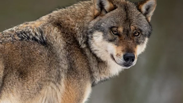 Wolf besch&auml;ftigt Bundestag - &copy; Foto: Swen Pf&ouml;rtner/dpa