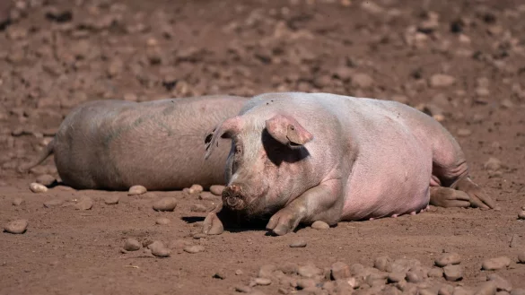 Schweine - &copy; Foto: Joe Giddens/PA Wire/dpa