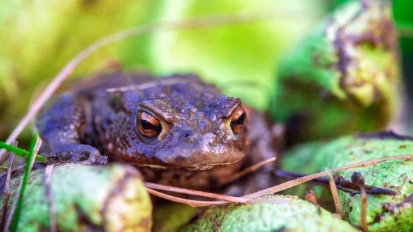 Kr&ouml;tenz&auml;une retten Amphibien - &copy; Foto: Jens B&uuml;ttner/dpa-Zentralbild/ZB