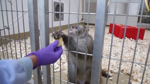 Zum Internationalen Tag des Versuchstieres - &copy; Foto: -/Initiative Tierversuche verstehen/dpa