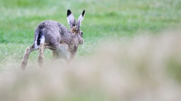 Feldhasen in Niedersachsen - &copy; Foto: Julian Stratenschulte/dpa