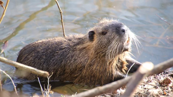 Der Biber galt in OWL als ausgerottet. Nun kehrt er in den Kreis Paderborn zurück. - © miloszelezny/Pixabay