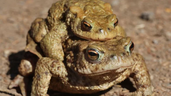 Amphibien unterwegs - &copy; Foto: Matthias Bein/dpa-Zentralbild/dpa