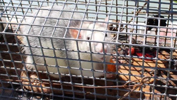 Schadnagerbefall: Rattenplage in mehreren Bielefelder Polizeiwachen. - © Melanie Wigger