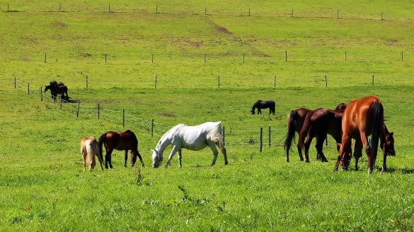 - &copy; Symbolbild: Pixabay