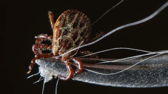 Zecke - &copy; Foto: Patrick Pleul/dpa-Zentralbild/dpa