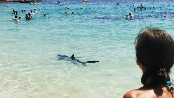 Hai-Alarm auf Mallorca - &copy; Foto: Angela & Tim Prottey-Jones/dpa