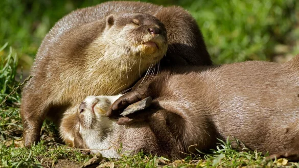 Warum spielen Otter mit Steinen? - &copy; Foto: Carol Bennetto/-/dpa