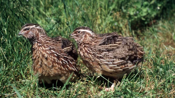 Wachtelhaltung - &copy; Foto: Werner Nagel