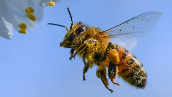 Honigbiene - &copy; Foto: Patrick Pleul/zb