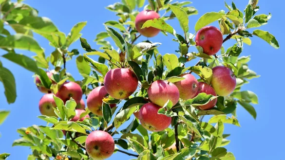 - © Symbolbild: Pixabay